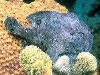 Longlure frogfish / Augenfleck Anglerfisch (<em>Antennarius multiocellatus</em> )