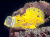 Antennarius multiocellatus (Longlure frogfish - Augenfleck Anglerfisch - Martín pescador, pescador caña larga)