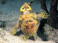 Longlure frogfish / Augenfleck Anglerfisch (<em>Antennarius multiocellatus</em> )