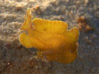 Antennarius pauciradiatus (Dwarfed Frogfish - Zwergenhafter Anglerfisch - pescador enano)