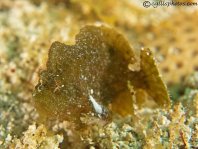 Antennarius pauciradiatus (Dwarfed Frogfish - Zwergenhafter Anglerfisch - pescador enano)