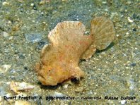 Dwarfed frogfish - <em>Antennarius pauciradiatus</em> - Zwergenhafter Anglerfisch