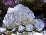 Dwarfed frogfish - <em>Antennarius pauciradiatus</em> - Zwergenhafter Anglerfisch