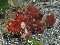 Antennarius pauciradiatus (Dwarfed Frogfish - Zwergenhafter Anglerfisch - pescador enano)