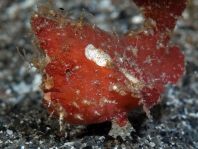 Antennarius pauciradiatus (Dwarfed Frogfish - Zwergenhafter Anglerfisch - pescador enano)