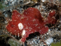 Antennarius pauciradiatus (Dwarfed Frogfish - Zwergenhafter Anglerfisch - pescador enano)