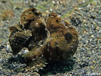 Galloping Painted frogfish (Antennarius pictus) 