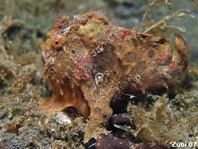 Rundflecken-Anglerfisch (Antennarius pictus) ca. 3cm - beachte Angel 