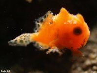 Sehr junger Rundflecken-Anglerfisch (Antennarius pictus) ca. 4mm. Beachte die durchsichtigen Flossen!