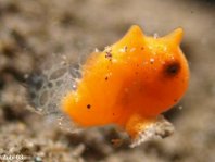 Sehr junger Rundflecken-Anglerfisch (Antennarius pictus) ca. 4mm. Beachte die durchsichtigen Flossen!Painted frogfish - <em>Antennarius pictus</em> - Rundflecken Anglerfisch