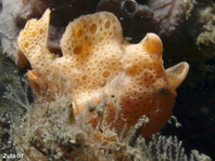 Painted frogfish - <em>Antennarius pictus</em> - Rundflecken Anglerfisch