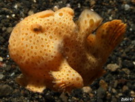 Swimming Baby Painted frogfish (Antennarius pictus)