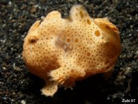 Giant frogfish - <em>Antennarius commerson</em> (commersonii) - Riesen Anglerfisch