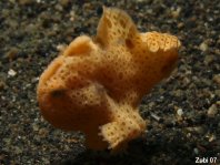 Swimming Baby Painted frogfish (Antennarius pictus)