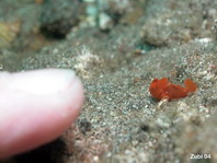 Rundflecken-Anglerfisch (Antennarius pictus) ca. 1cm - zum Vergleich mein Finger 