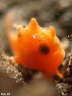 Painted frogfish - <em>Antennarius pictus</em> - Rundflecken Anglerfisch