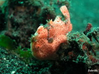 gevlekte hengelaarsvis (Antennarius pictus) 6mm