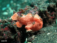 Antennarius pictus (Painted frogfish - Rundflecken Anglerfisch, Bemalter Fühlerfisch) 