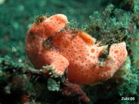 Rundflecken-Anglerfisch (Antennarius pictus) etwa 6mm - bitte beachte die relati grosse Angel mit grossem Köder