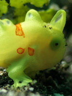 Antennarius pictus (Painted frogfish - Rundflecken Anglerfisch, Bemalter Fühlerfisch) 