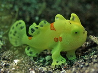 Antennarius pictus (Painted frogfish - Rundflecken Anglerfisch, Bemalter Fühlerfisch) 