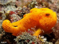 Antennarius pictus (Painted frogfish - Rundflecken Anglerfisch, Bemalter Fühlerfisch) 