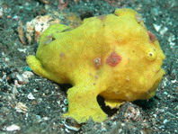 Painted frogfish - <em>Antennarius pictus</em> - Rundflecken Anglerfisch