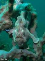 Painted frogfish - <em>Antennarius pictus</em> - Rundflecken Anglerfisch