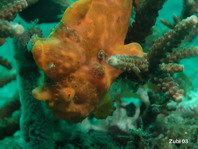 Antennarius pictus (Painted frogfish - Rundflecken Anglerfisch, Bemalter Fühlerfisch) 