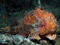 Painted frogfish - <em>Antennarius pictus</em> - Rundflecken Anglerfisch