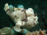 Antennarius pictus (Painted frogfish - Rundflecken Anglerfisch, Bemalter Fühlerfisch) 