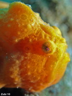 Antennarius pictus (Painted frogfish - Rundflecken Anglerfisch, Bemalter Fühlerfisch) 