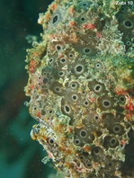 Antennarius pictus (Painted frogfish - Rundflecken Anglerfisch, Bemalter Fühlerfisch) 