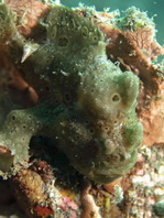 Antennarius pictus (Painted frogfish - Rundflecken Anglerfisch, Bemalter Fühlerfisch) 