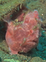 Antennarius pictus (Painted frogfish - Rundflecken Anglerfisch, Bemalter Fühlerfisch) 