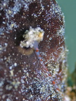 Antennarius pictus (Painted frogfish - Rundflecken Anglerfisch, Bemalter Fühlerfisch) 