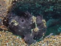 Antennarius pictus (Painted frogfish - Rundflecken Anglerfisch, Bemalter Fühlerfisch) 