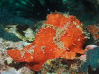 Antennarius pictus (Painted frogfish - Rundflecken Anglerfisch, Bemalter Fühlerfisch) 