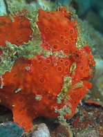 Antennarius pictus (Painted frogfish - Rundflecken Anglerfisch, Bemalter Fühlerfisch) 