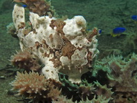 Antennarius pictus (Painted frogfish - Rundflecken Anglerfisch, Bemalter Fühlerfisch) 