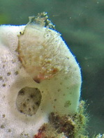 Antennarius pictus (Painted frogfish - Rundflecken Anglerfisch, Bemalter Fühlerfisch) 