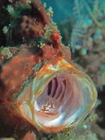 Antennarius pictus (Painted frogfish - Rundflecken Anglerfisch, Bemalter Fühlerfisch) 