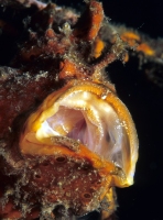 Painted frogfish - <em>Antennarius pictus</em> - Rundflecken Anglerfisch