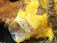 Antennarius pictus (Painted frogfish - Rundflecken Anglerfisch, Bemalter Fühlerfisch) 