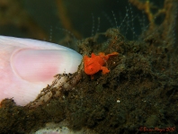 Painted frogfish - Antennarius pictus - Rundflecken Anglerfisch