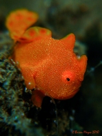 Painted frogfish - <em>Antennarius pictus</em> - Rundflecken Anglerfisch