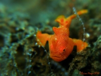 Painted frogfish - Antennarius pictus - Rundflecken Anglerfisch