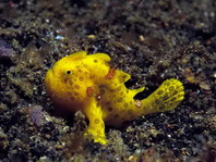 Painted frogfish - Antennarius pictus - Rundflecken Anglerfisch