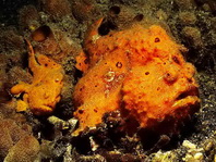 Painted frogfish - Antennarius pictus - Rundflecken Anglerfisch