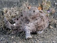 Rundflecken-Anglerfisch (Antennarius pictus) grauer Anglerfisch auf grauem Untergrund